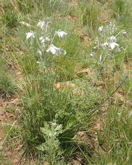 Clematis villosa