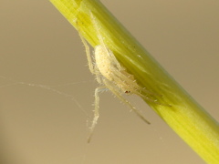 Larinia lineata