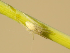 Larinia lineata