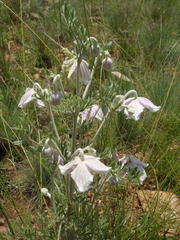Clematis villosa