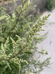 Dysphania ambrosioides
