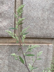 Dysphania ambrosioides