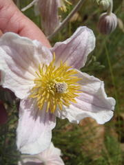 Clematis villosa