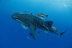 Whale Shark photo 4