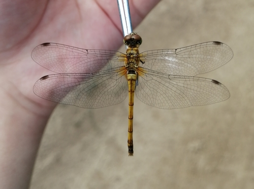 Sympetrum cordulegaster