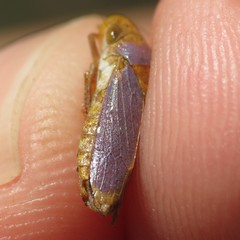 Oncometopia hamiltoni