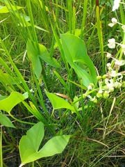Sagittaria brevirostra