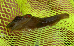Lepadogaster candolii