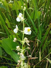 Sagittaria brevirostra