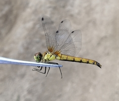 Sympetrum cordulegaster