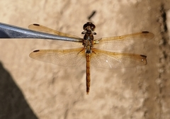Sympetrum striolatum imitoides