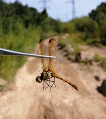 Sympetrum striolatum imitoides