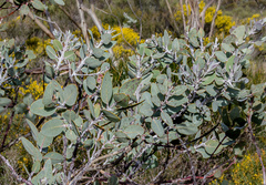Eucalyptus pleurocarpa