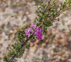 Kunzea affinis