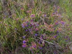Calectasia gracilis