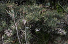 Allocasuarina humilis