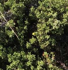 Helichrysum parvifolium