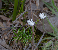 Laxmannia omnifertilis