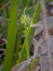 Opercularia vaginata