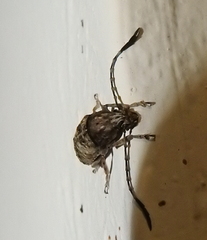 Phloeobius