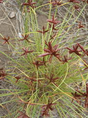Cyperus rupestris rupestris