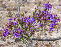 Calytrix leschenaultii