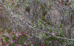 Leptospermum erubescens