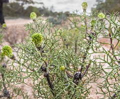 Petrophile divaricata