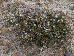 Chamelaucium ciliatum