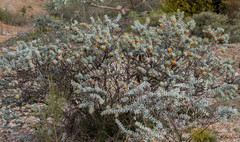 Daviesia pachyphylla