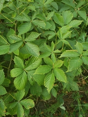 Rubus stipulatus