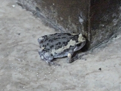 Kaloula pulchra