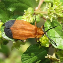 Lycus arizonensis