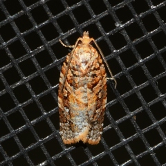 Argyrotaenia