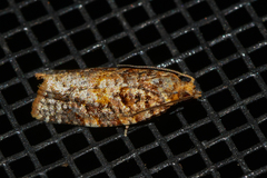 Argyrotaenia