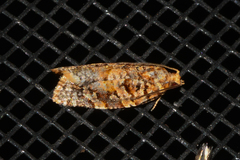 Argyrotaenia