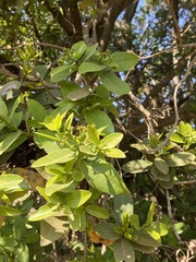 Syzygium guineense