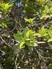 Syzygium guineense