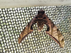 Protambulyx euryalus