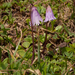 Dwarf Snowbell - Photo (c) Franco Folini, some rights reserved (CC BY)