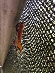 Protambulyx euryalus