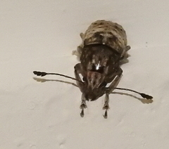 Phloeobius