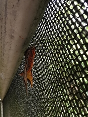 Protambulyx euryalus