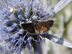 Heliothela wulfeniana