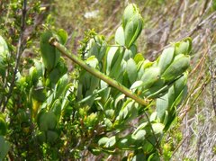 Macynia labiata