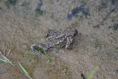 Lucilia bufonivora