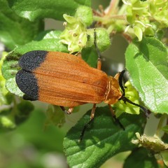 Lycus arizonensis