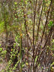 Macynia labiata
