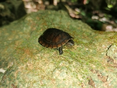 Kinosternon creaseri