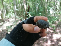 Kinosternon creaseri